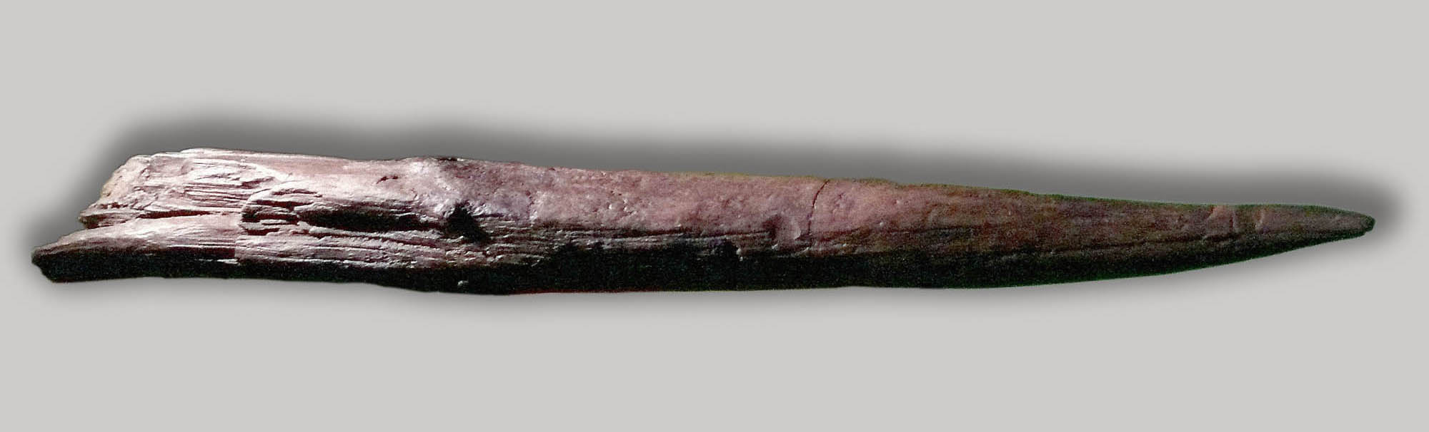 A four-hundred-thousand-year-old wooden spear tip. The wood is visibly darker in color towards the sharpened end.