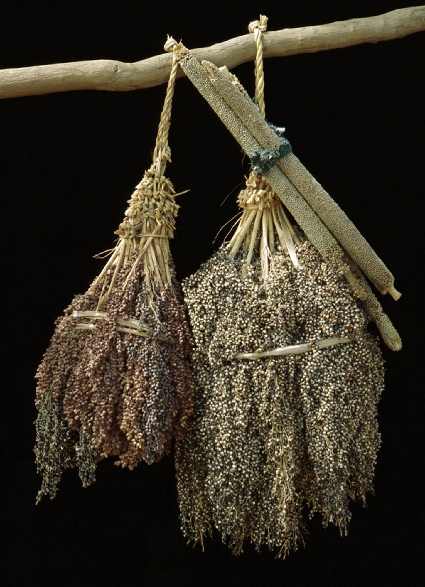 Sorghum and millet bunches hanging from a branch.