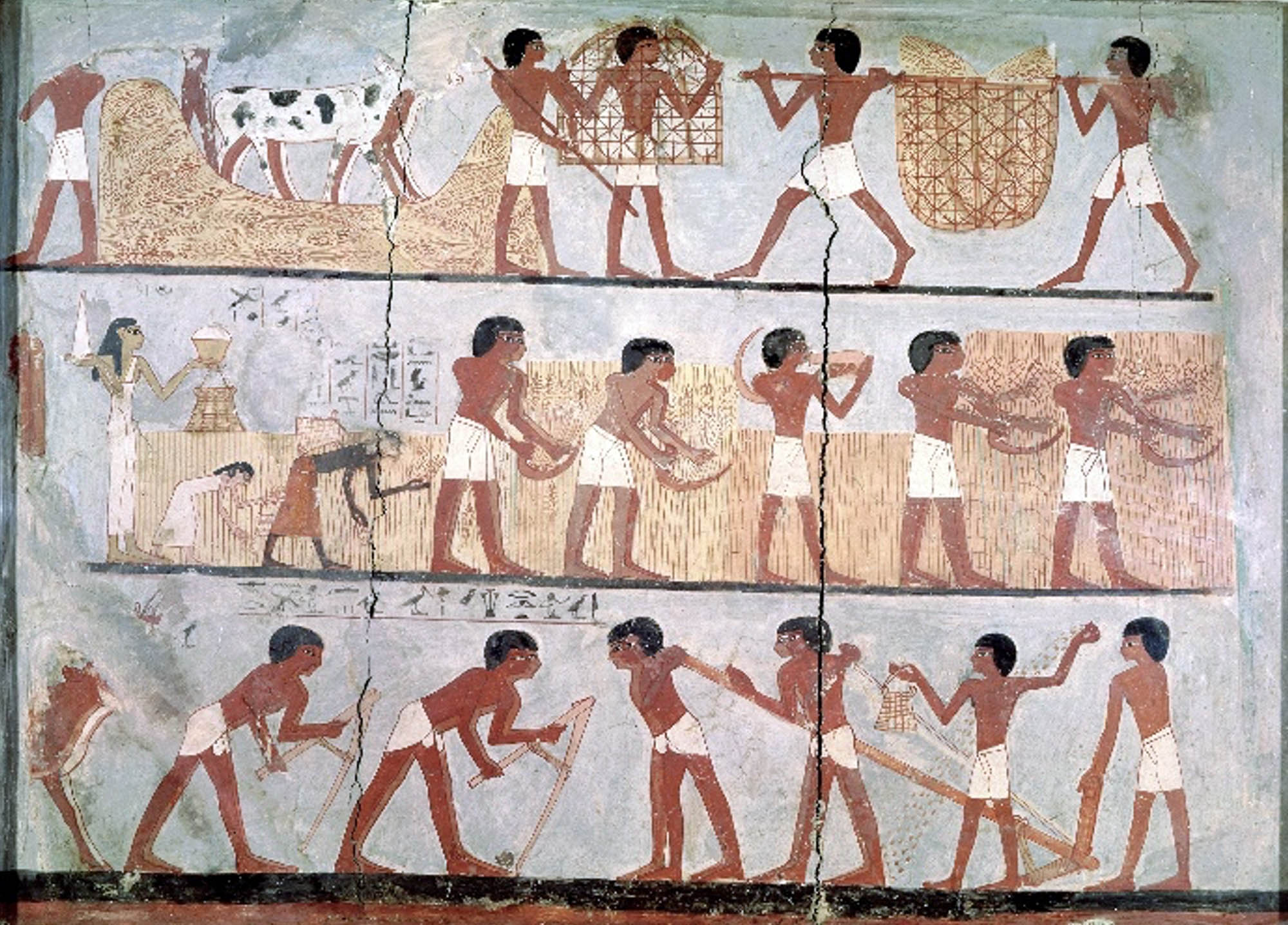 Egyptian mural of agricultural workers in the field, planting, tending, and harvesting wheat.