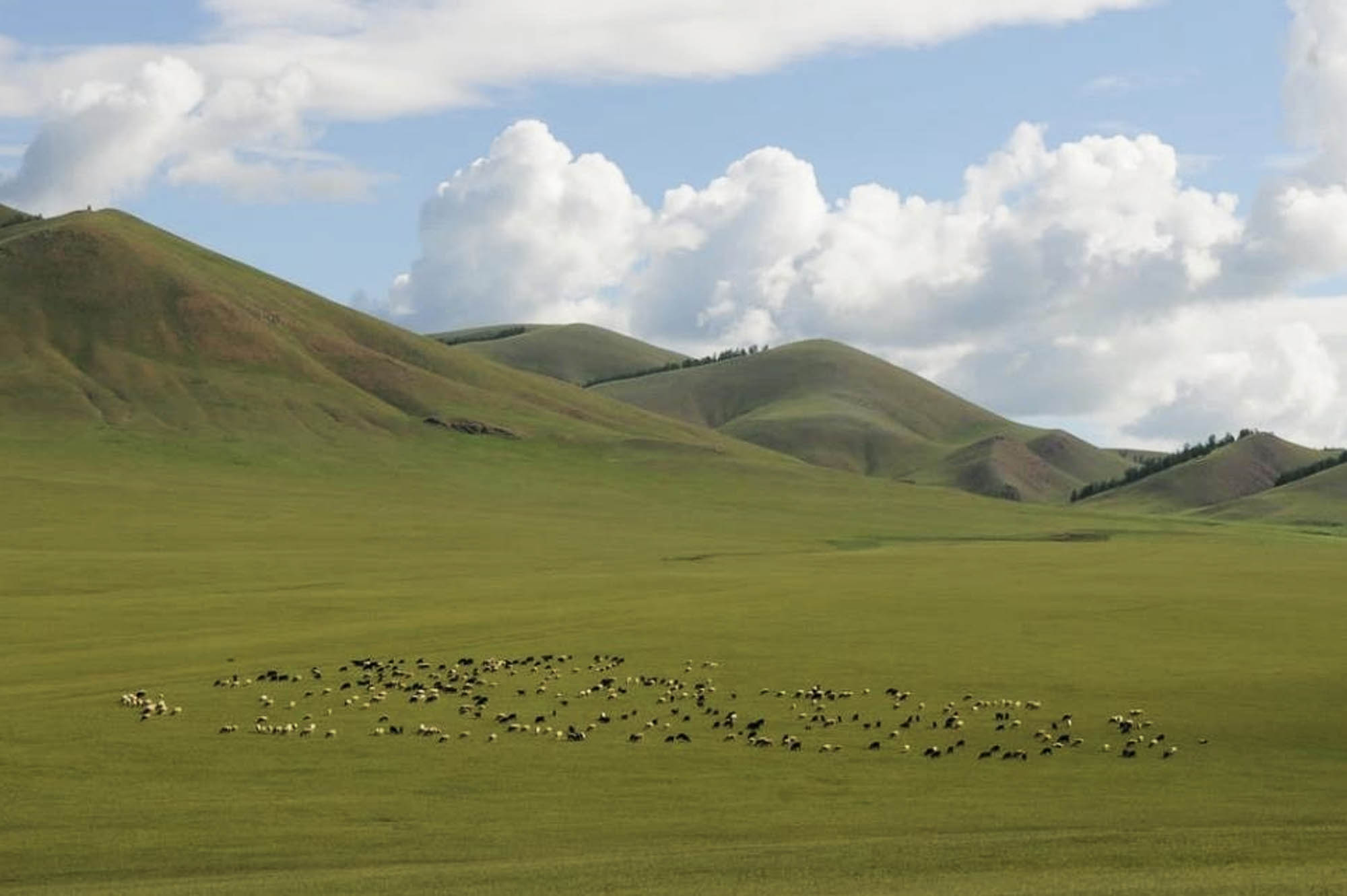 Large, rolling, grass-covered field with grazing animals. The fields rise up into hills into the background.