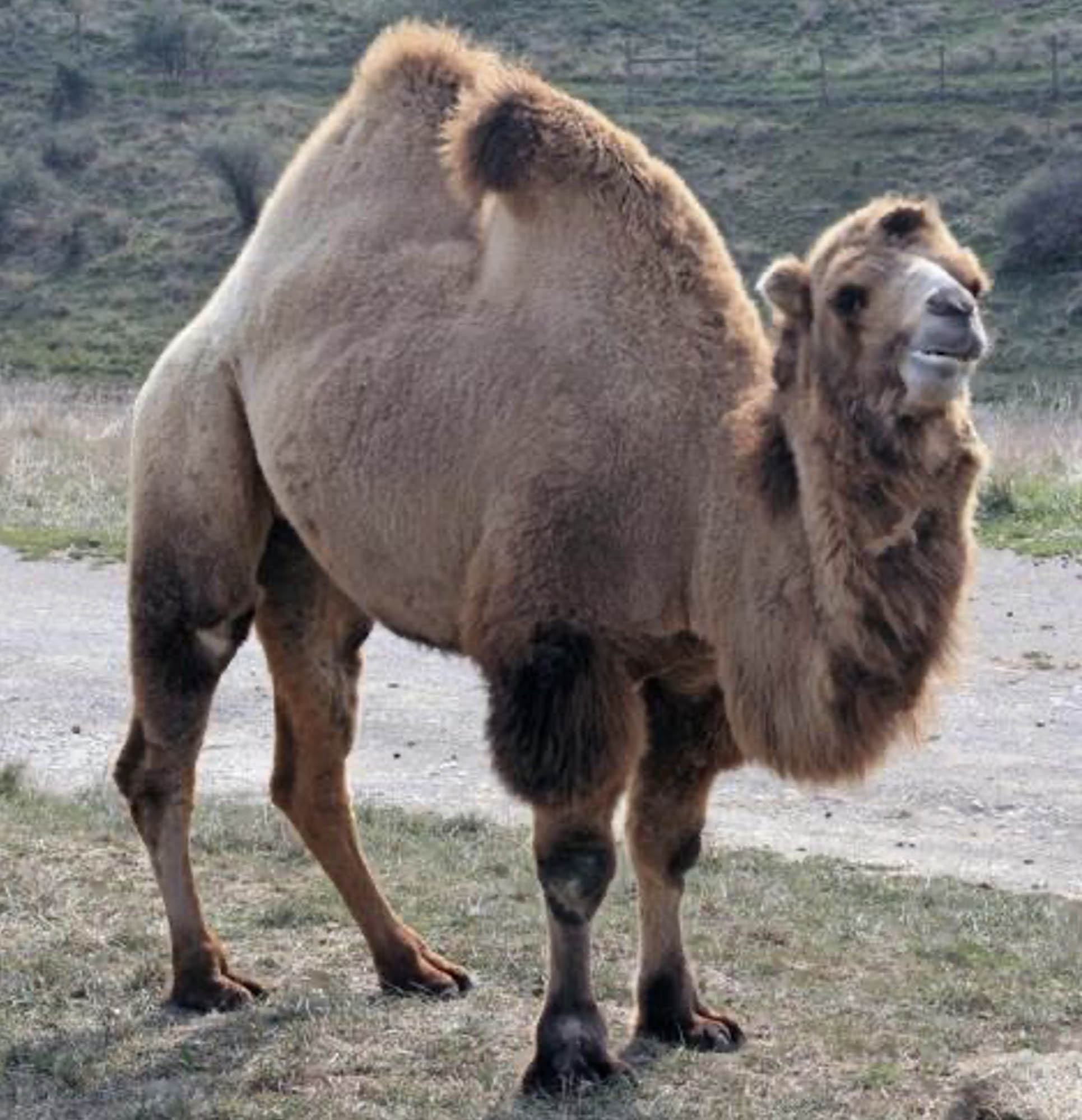 A camel with two humps.