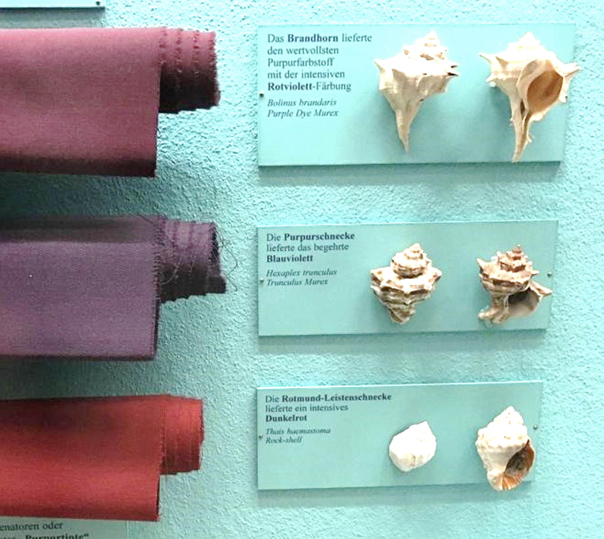 A selection of fabrics with slightly different purple hues. Beside are samples of sea snail shells which are the source of the dyes.