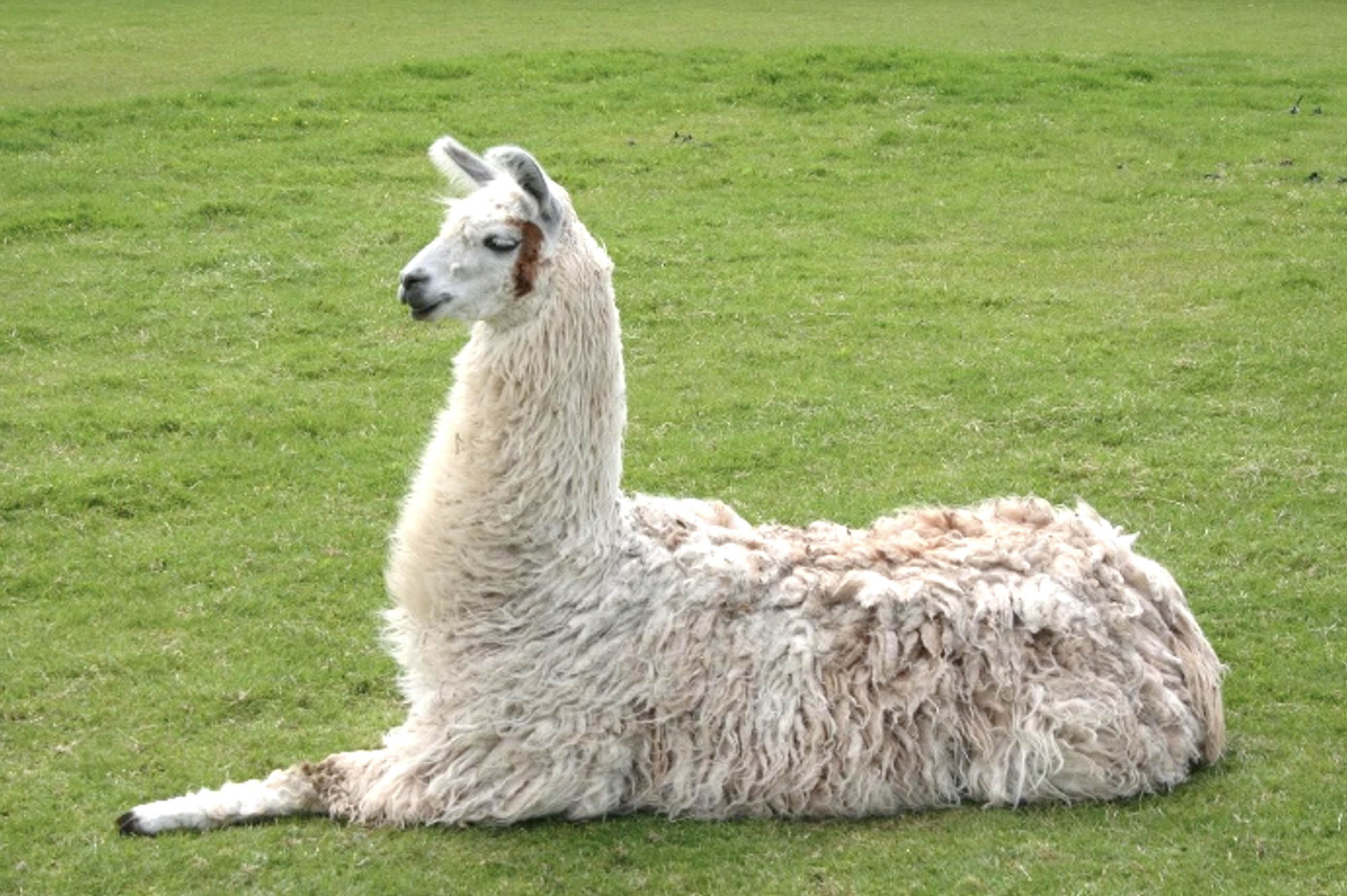 Photo of a llama sitting on the grass