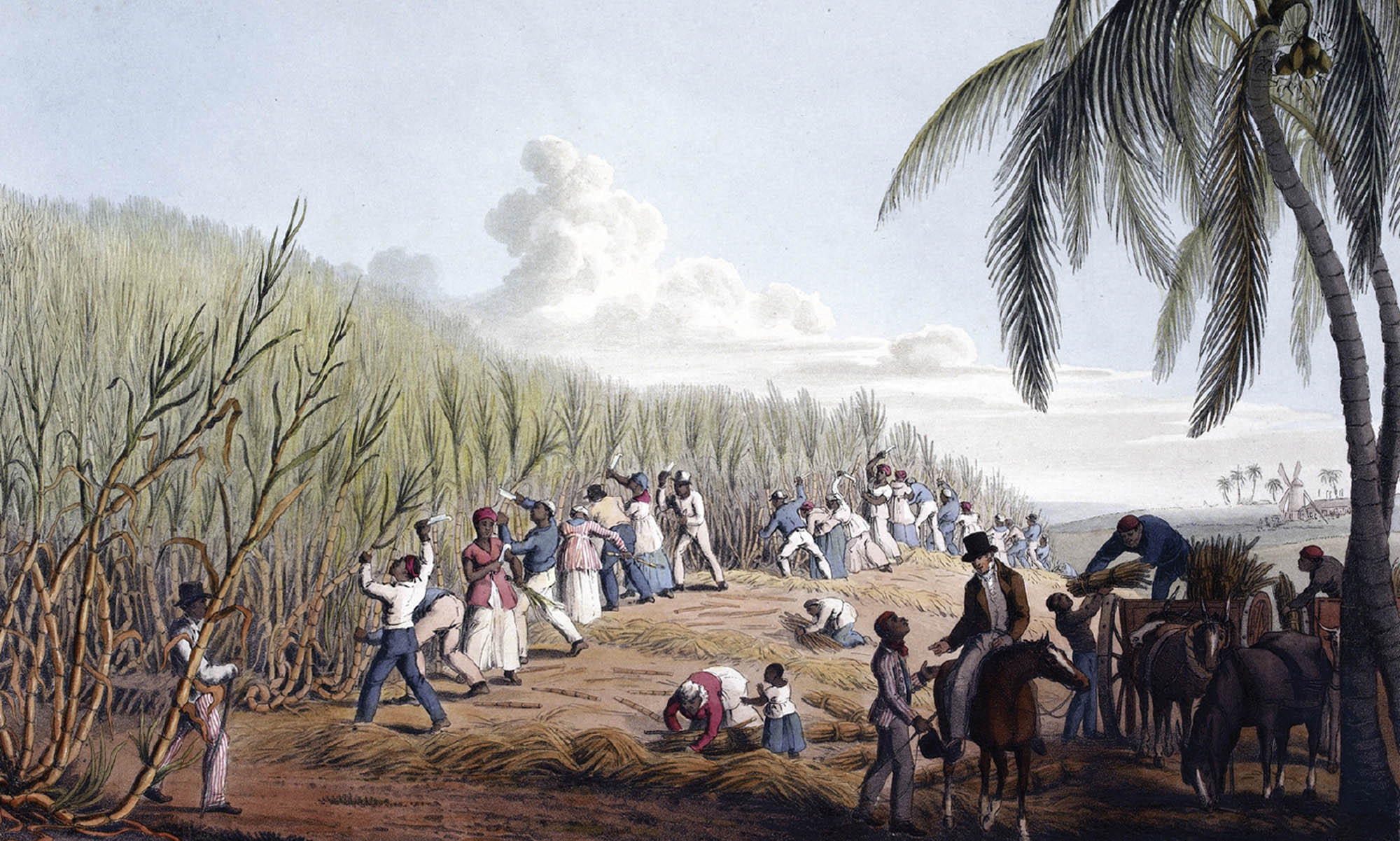 Painting of enslaved people cutting down large sugar cane crops.