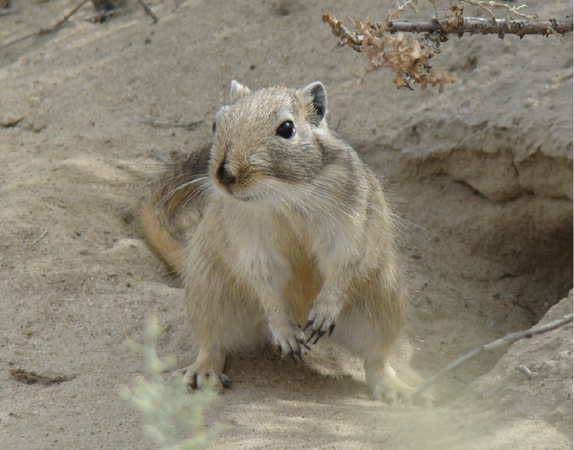 Photo of a small, furry animal standing on its hind legs. It most closely resembles a squirrel.