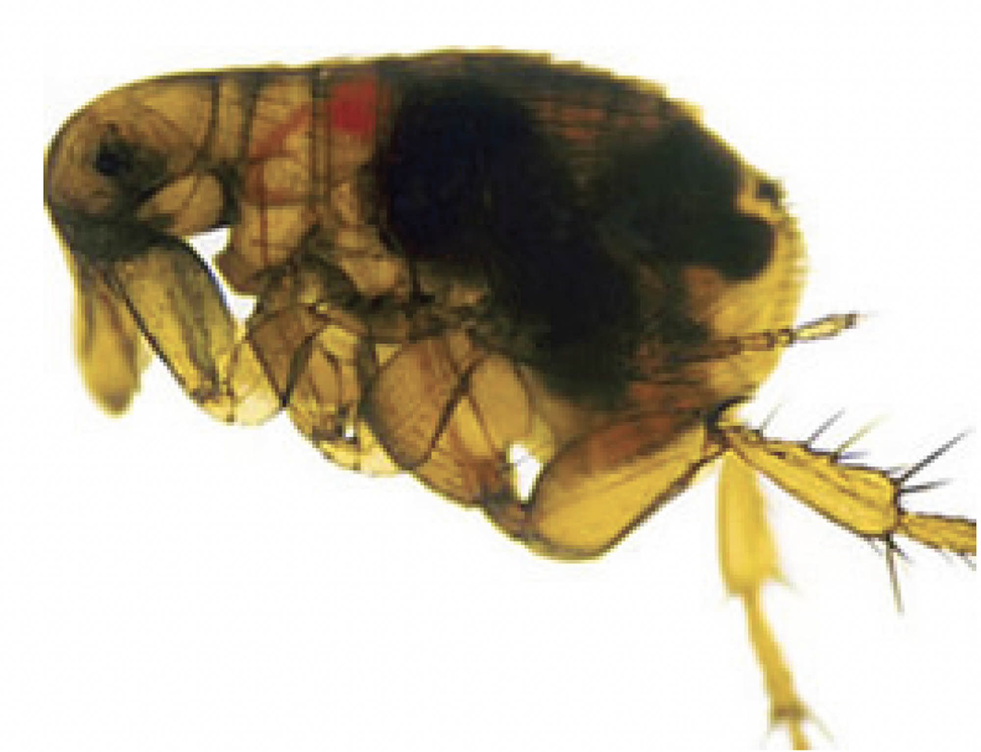 A detailed image of a flea carrying the plague. There is a black, cloudy substance in the body of the flea.