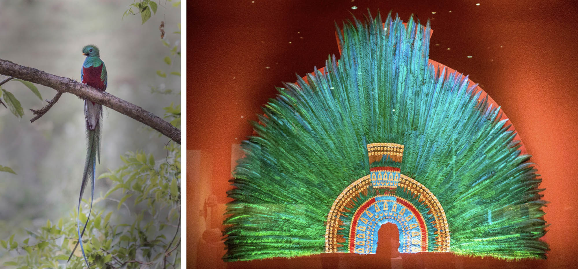 On the left, a picture of a bird with brightly-colored feathers. On the right, a picture of an Aztec headdress made of the same, brightly colored feathers in shades of blue-green.
