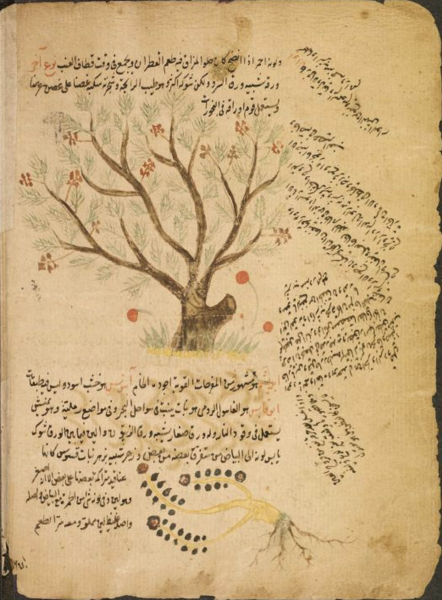 A page from an Arab botanical treatise, featuring a botanical illustration of a tree with red and green foliage accompanied by descriptive text in Arabic.