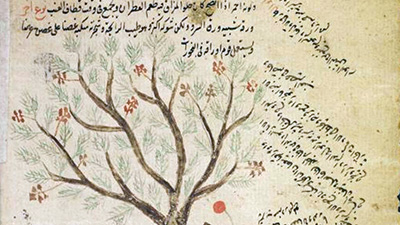 A page from an Arab botanical treatise, featuring a botanical illustration of a tree with red and green foliage accompanied by descriptive text in Arabic.