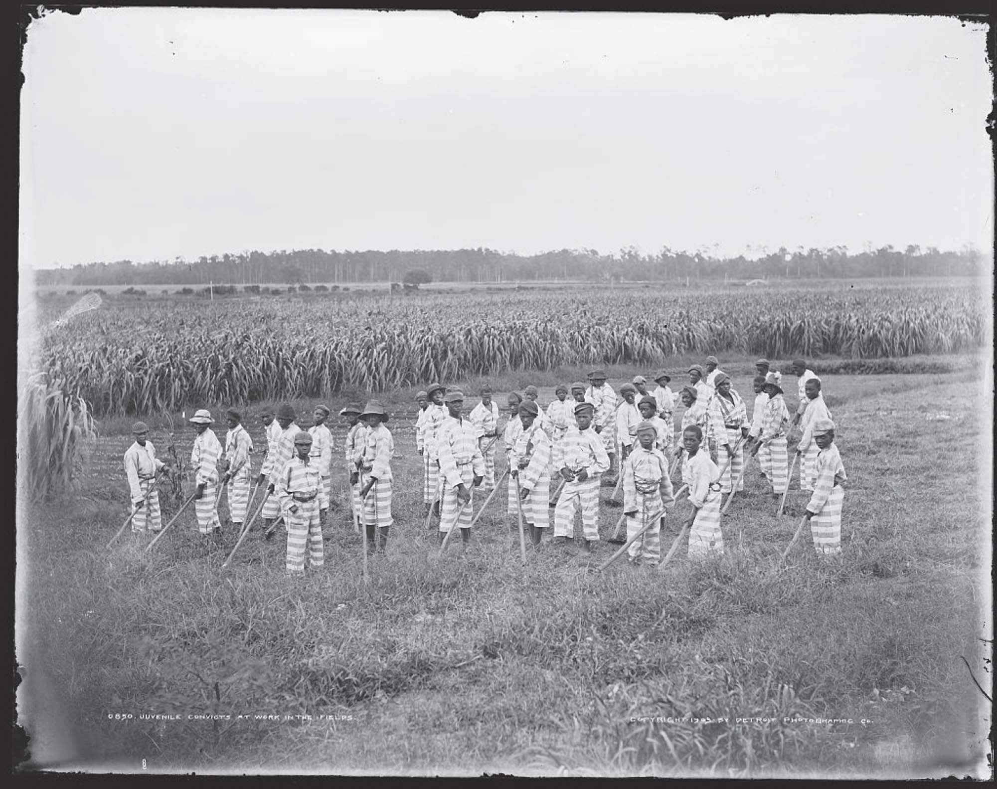 Prisoners wearing striped uniforms at work in a field.